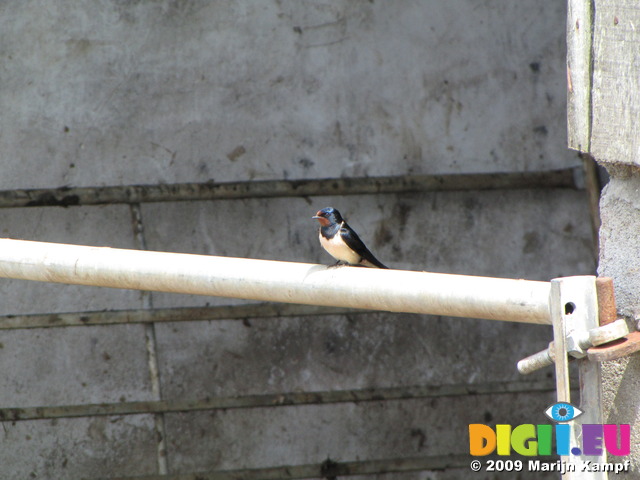 SX06902 Swallow on farm gate (Hirundo rustica)